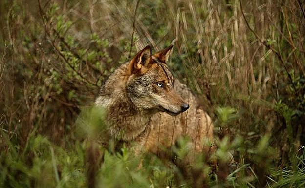 La Diputación estudia las alternativas para evitar el conflicto entre la ganadería y el lobo en Álava. 