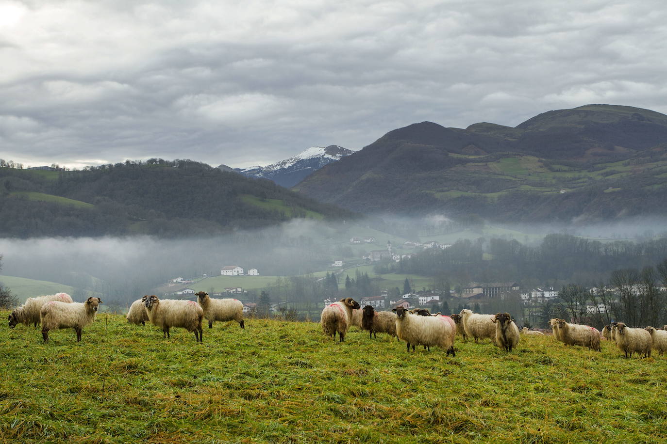 Las ovejas pastan en este idílico paraje.