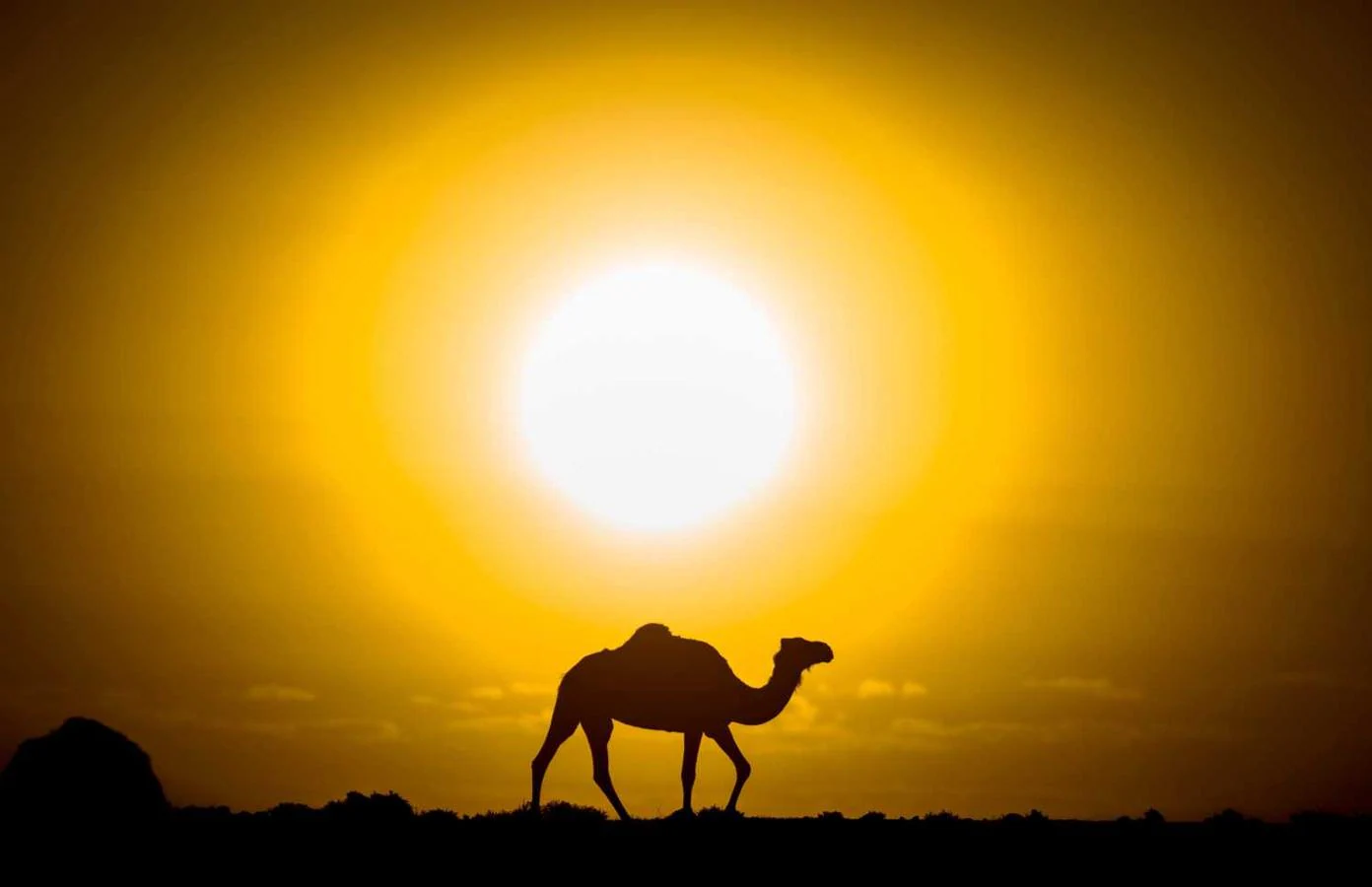 Un camello en una puesta de sol en el desierto del Sahara 