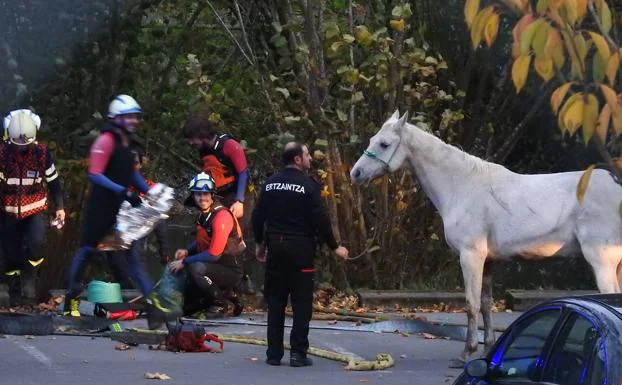 El caballo ha sido rescatado por los bomberos.