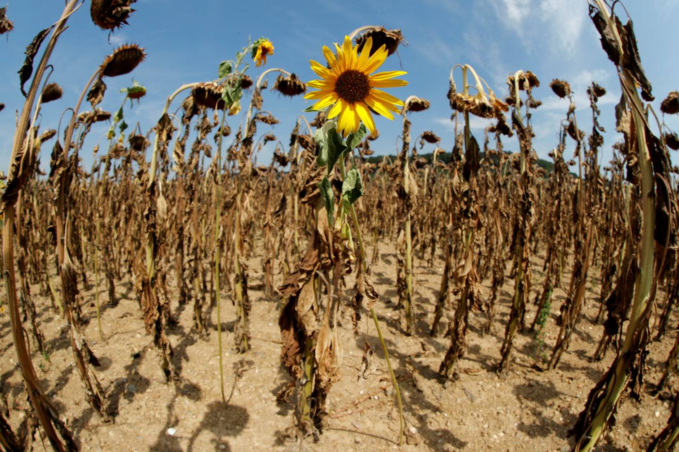 Un girasol intenta sobrevivir en medio de un campo totalmente seco durante el verano, cerca del pueblo suizo de Benken.