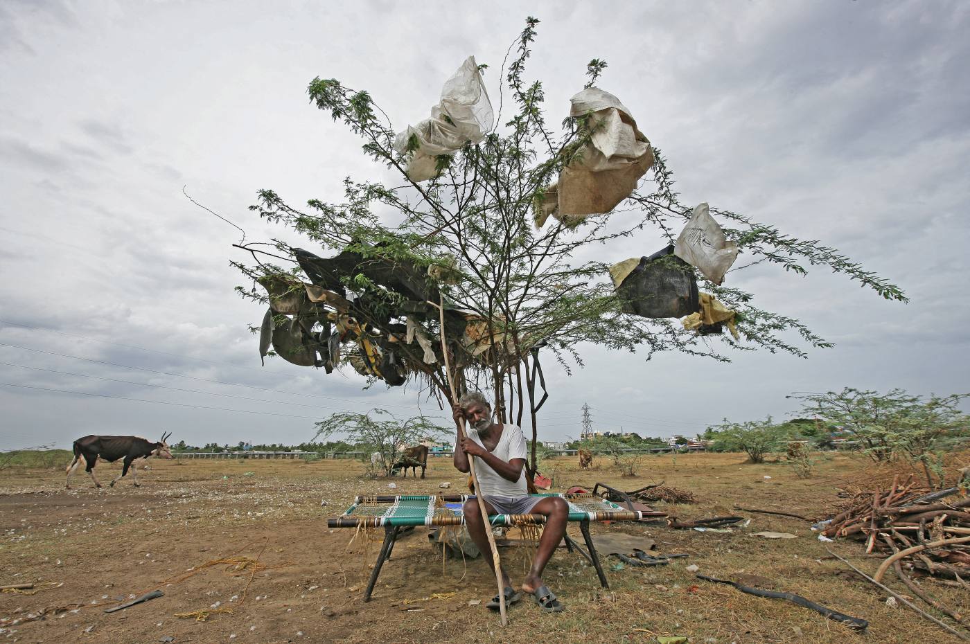 Un pastor descansa bajo un árbol, en un lago seco cuya basura ha quedado enganchada a las ramas, en Chennai, India.