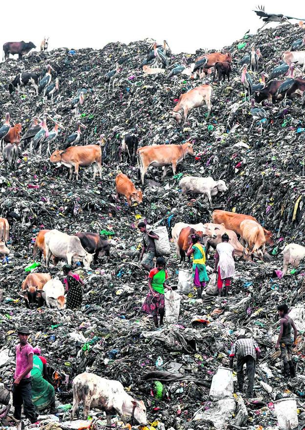 India. 22 de las 30 ciudades más tóxicas del planeta se encuentran en India, que es ya el segundo país más contaminado del mundo. A la actividad incontrolada de la industria más sucia se suma la quema masiva de campos de cultivo. En la imagen, personas y vacas escarban en un basurero de Guwahati.