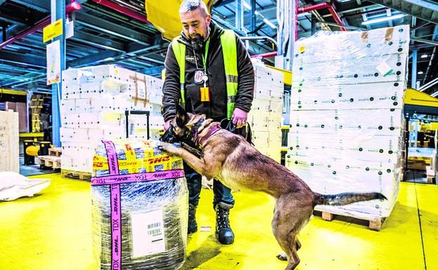 Ira, la pastor belga malinois que examina bultos en DHL. 