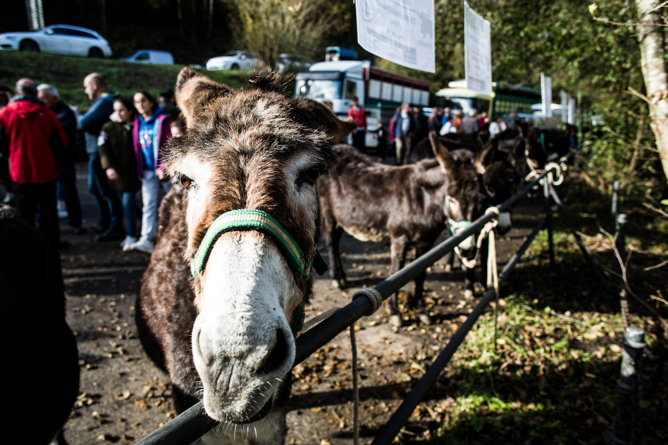 Fotos: Gordexola disfruta de su feria ganadera, agrícola y de artesanía