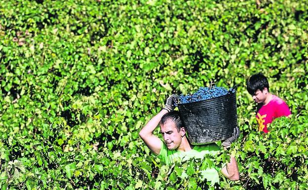 Trabajadores de la vendimia.