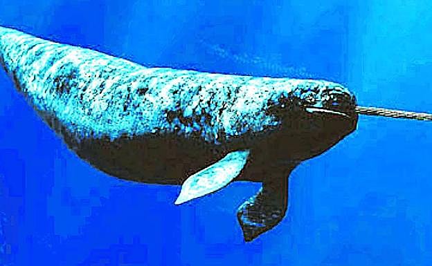 os narvales habitan en el Océano Ártico y el Atlántico Norte.