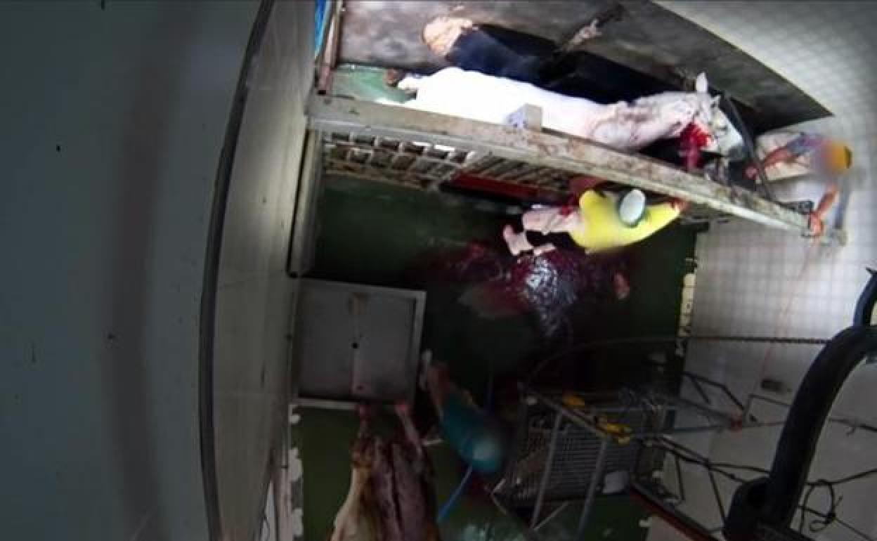 Imagen del matadero.