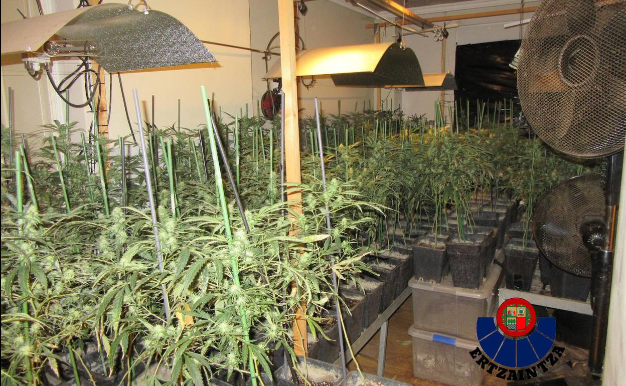 Plantación de marihuana localizada por la Ertzaintza.