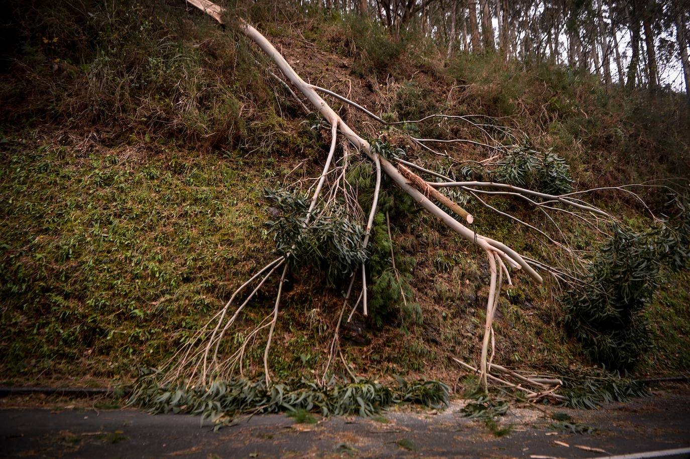 Árboles caídos y carreteras cortadas a los alrededores de Lekeitio.