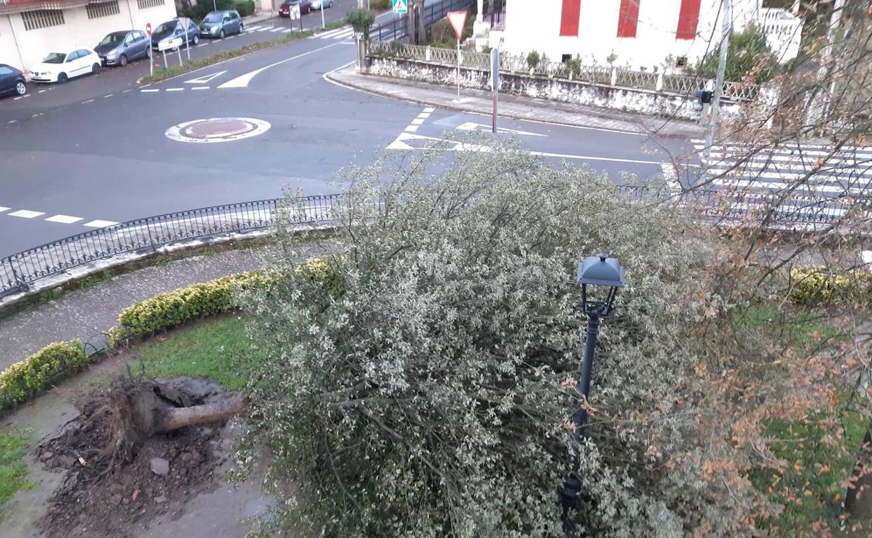 La encina derribada por el viento frente al Ayuntamiento de Artziniega. 