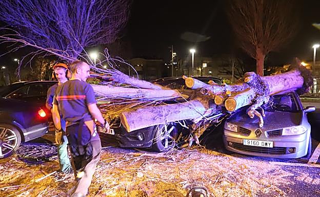 Un árbol cayó sobre unos vehículos en Getxo. 