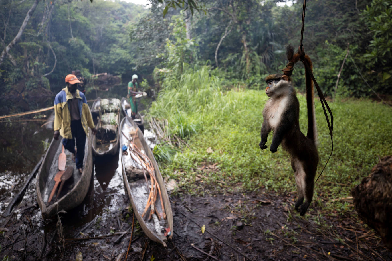 República Democrática del Congo | Un mono muerto de cola roja cuelga de su cola por encima del suelo, 5 de abril de 2019. 