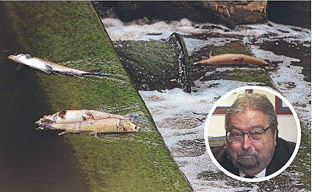 Peces muertos durante un episodio contaminante sucedido en el Nervión a la altra de Llodio. | Manu Lezertua. 