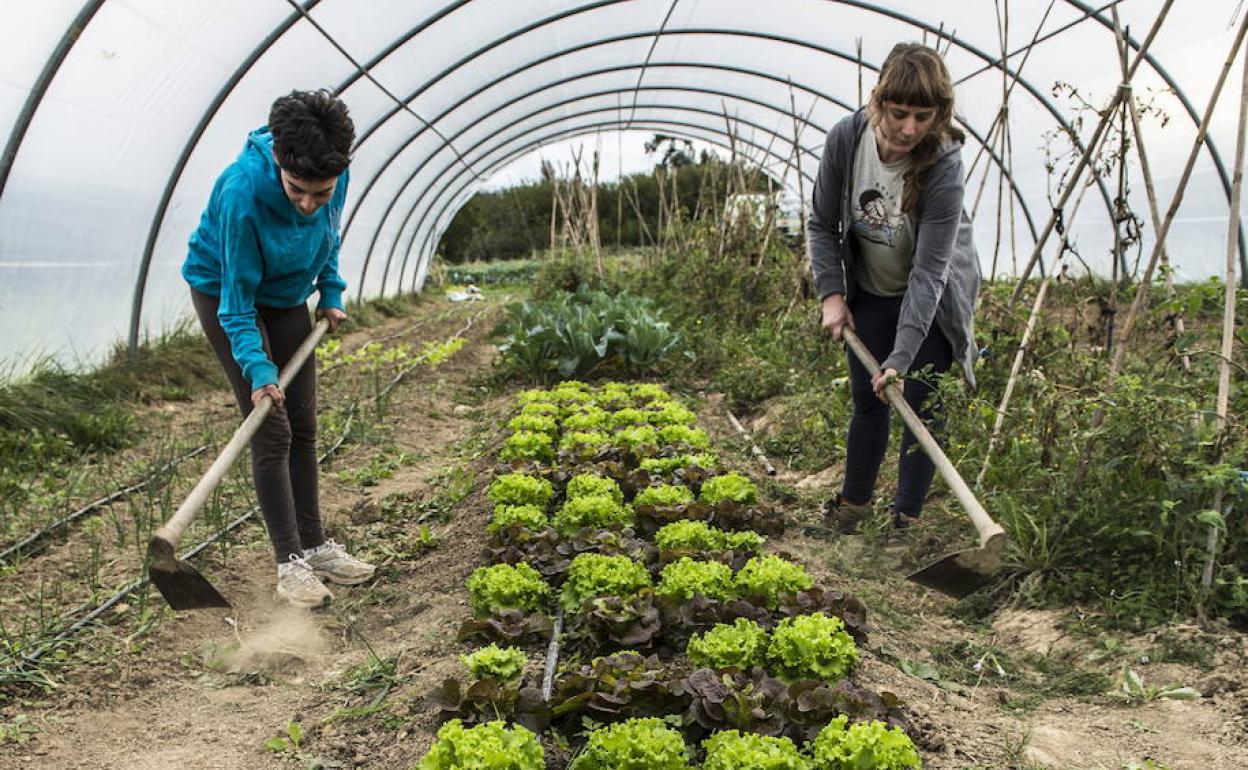 Dos jóvenes trabajan en un huerto de hortalizas en Zamudio