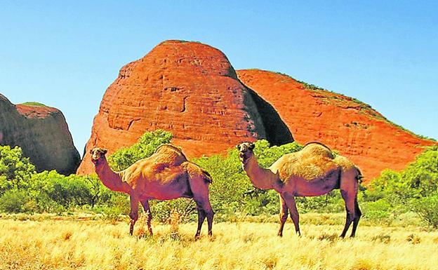 Australia cuenta con más de un millón de camellos, que están agotando las reservas de agua dulce del país.