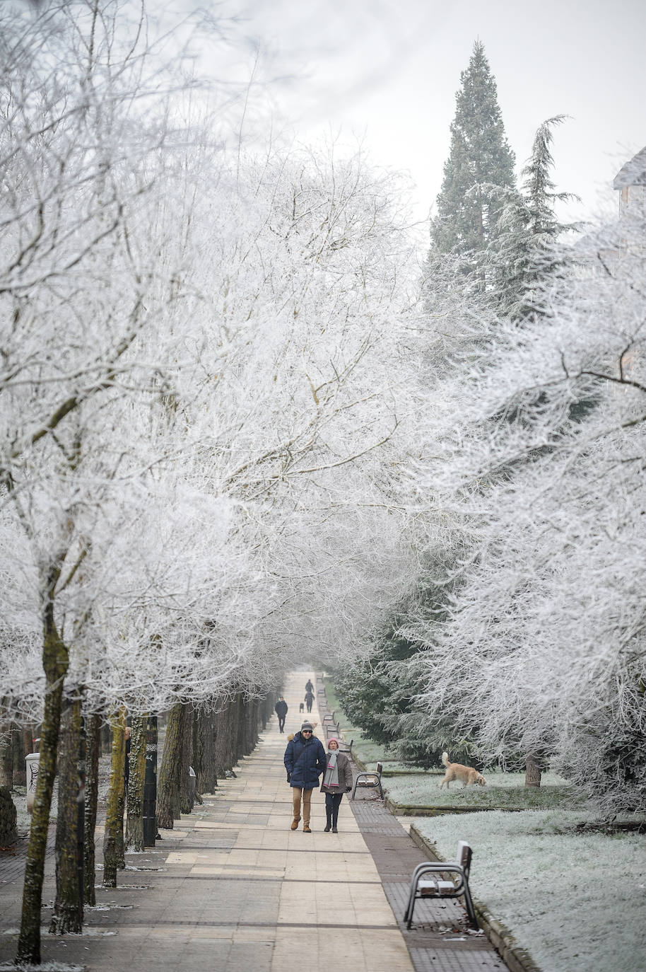 Fotos: Alava amanece de nuevo con heladas