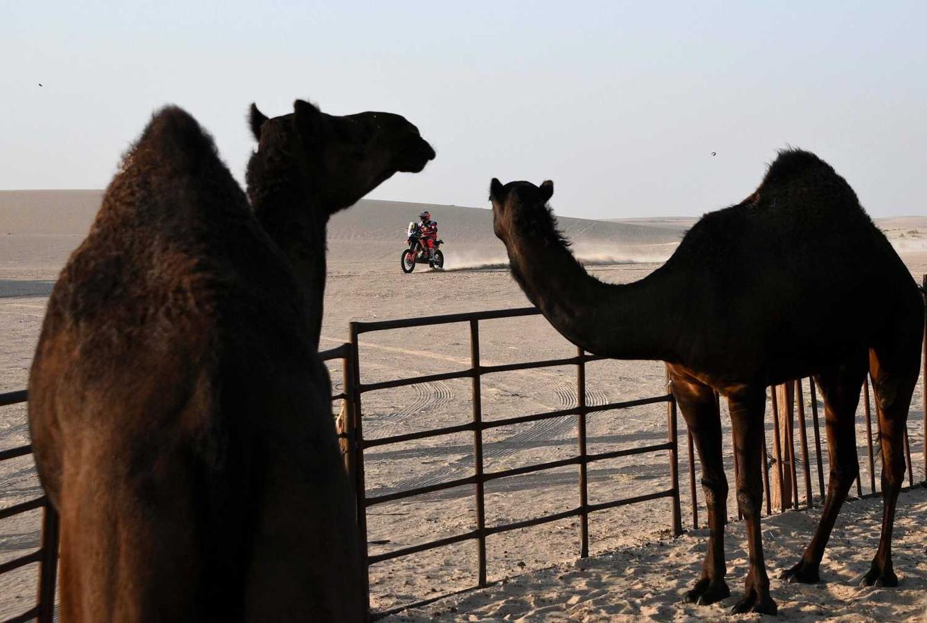 Un ciclista delante de camellos en el Dakar 2020 