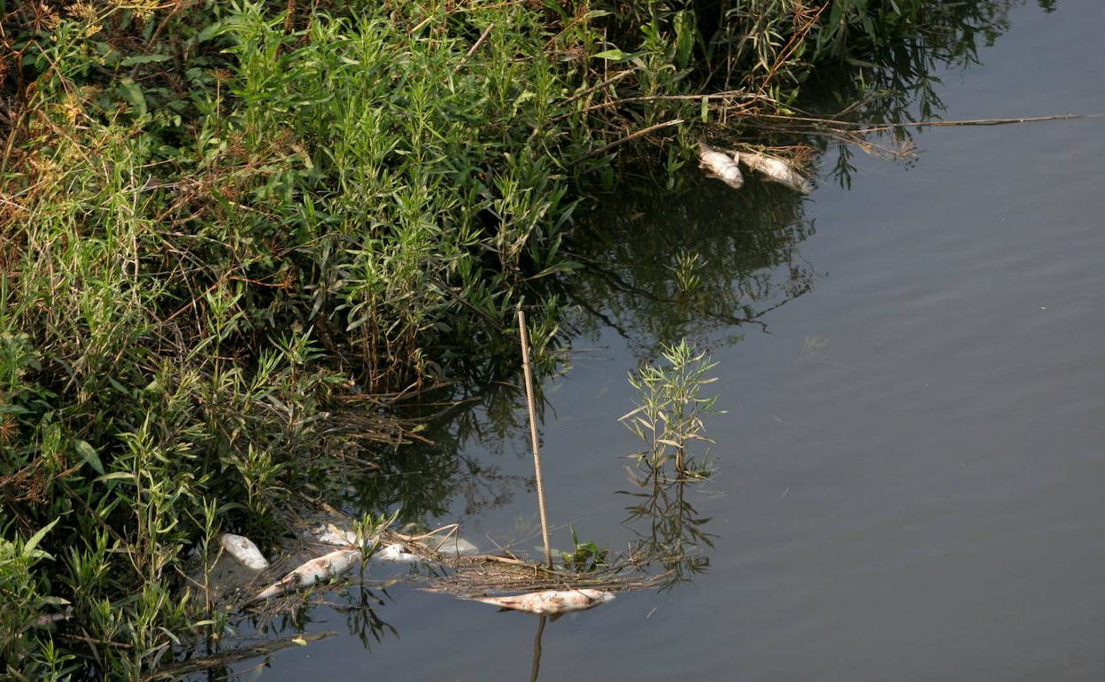 Arrain hilak Castaños ibaian, Megapark parean. 