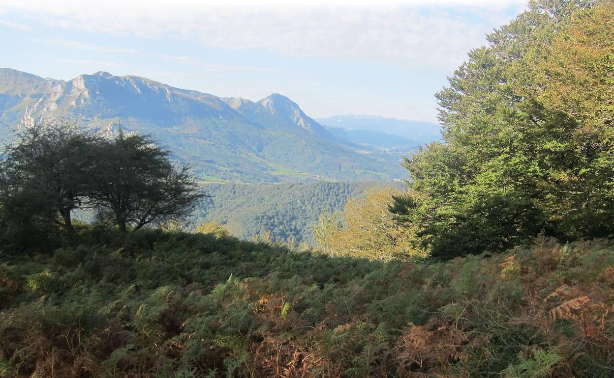 Los bosques dominan el valle navarro. 