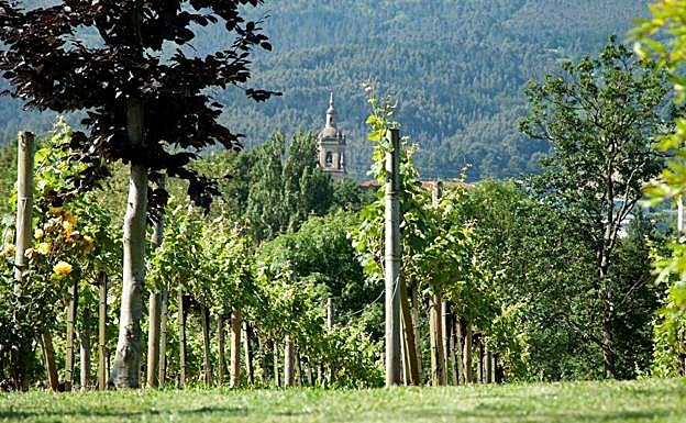 Viñedos Bodega Magalarte