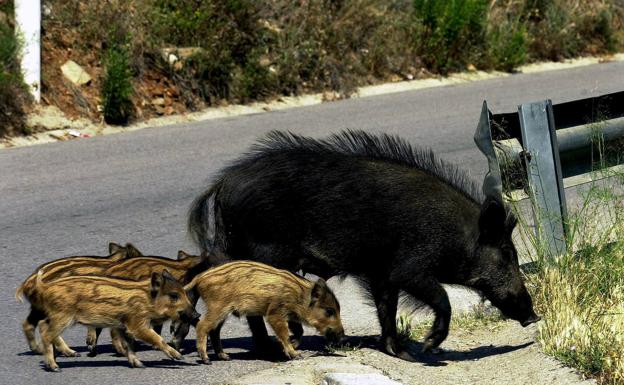 Imagen de archivo de una familia de jabalíes cruzando una carretera.