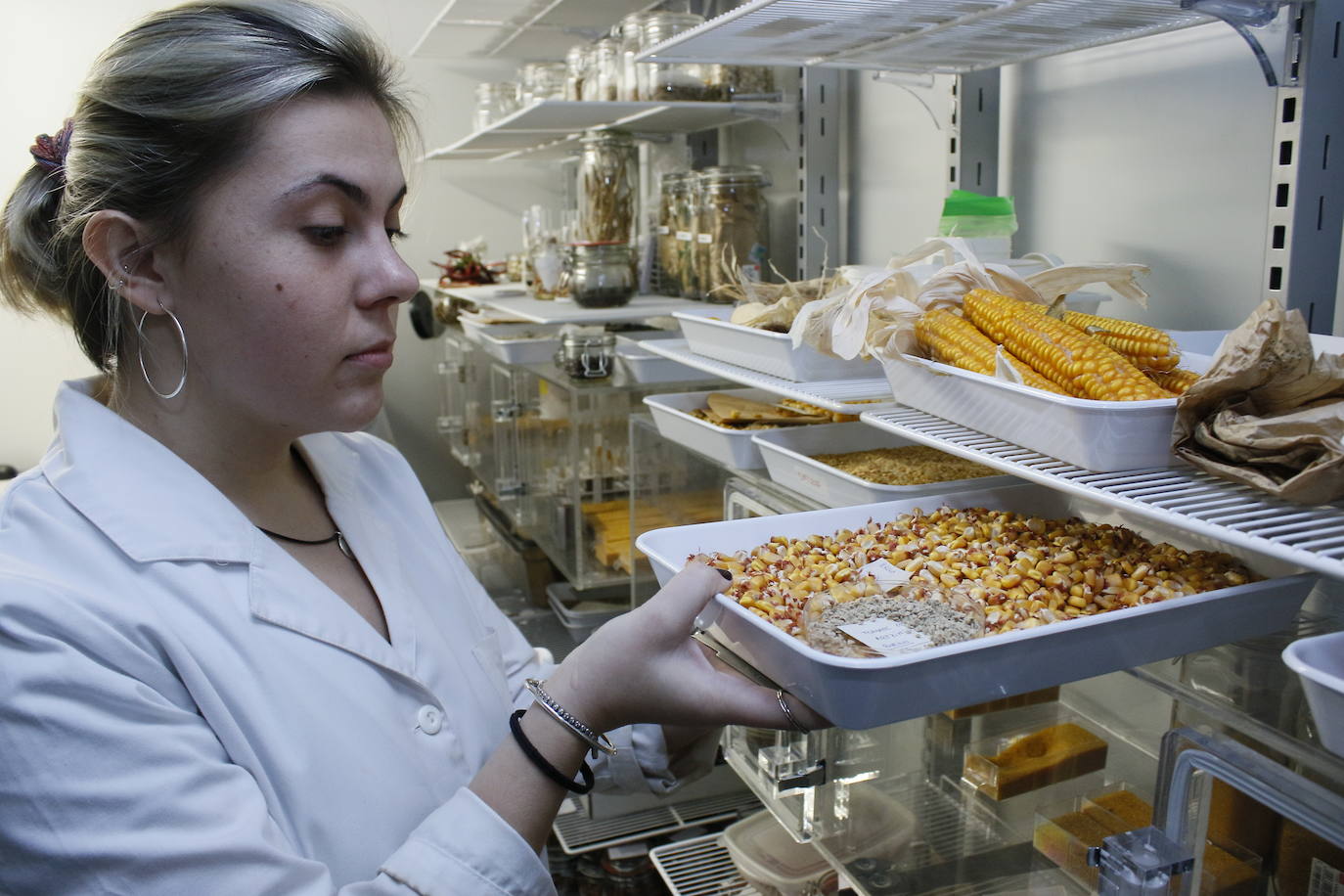 Es en la sala frigorífica, siempre con una temperatura constante de diez grados, es donde se conservan todos los ejemplares para que sean plantadas en un futuro