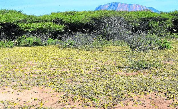 Imagen principal - La población de Kenia, Somalia y Etiopía verá más degradada su ya delicada situación por la plaga de langostas.