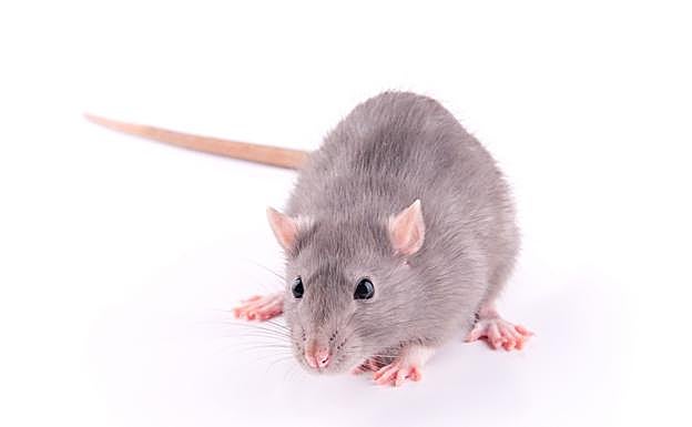 Una especie invasora sin apenas depredadores naturales en la ciudad