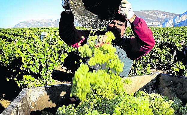 Un temporero recoge uva blanca durante la última vendimia en Rioja Alavesa.