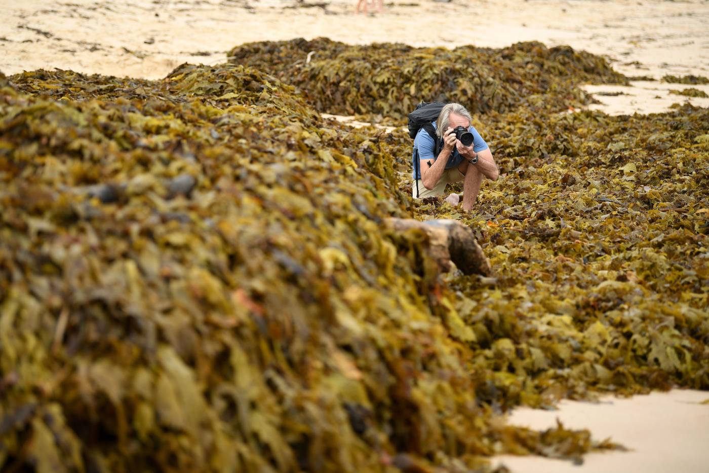 Un fotógrafo toma imágenes de la pila de algas amontonadas en la playa en Coogee Beach, Sidney (Australia). 