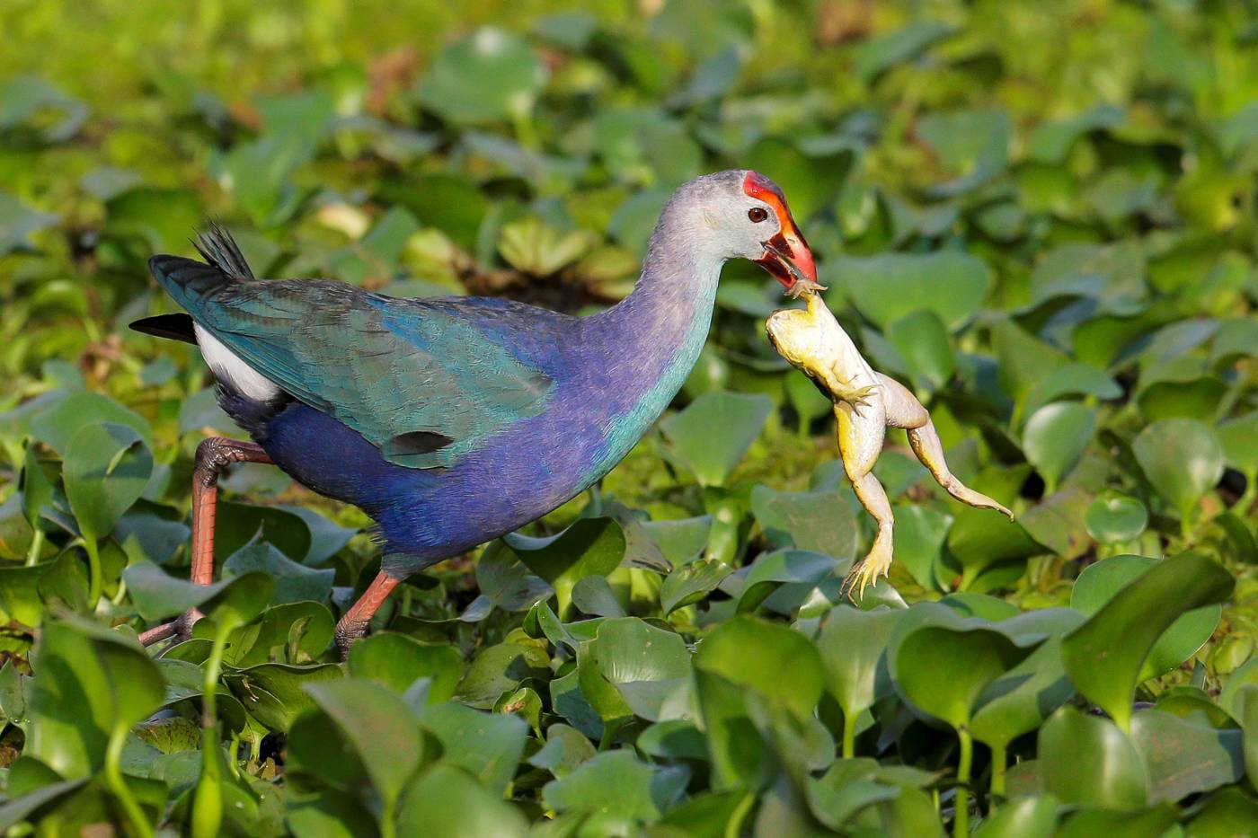 Un calamón común (Porphyrio porphyrio) caza una rana en un humedal en Colombo, Sri Lanka. 