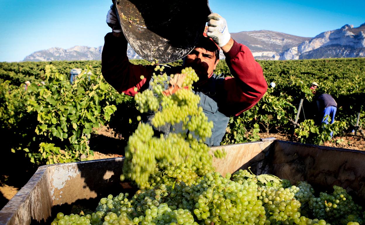 Recogida de uva blanca en la última campaña de vendimia en Rioja Alavesa.