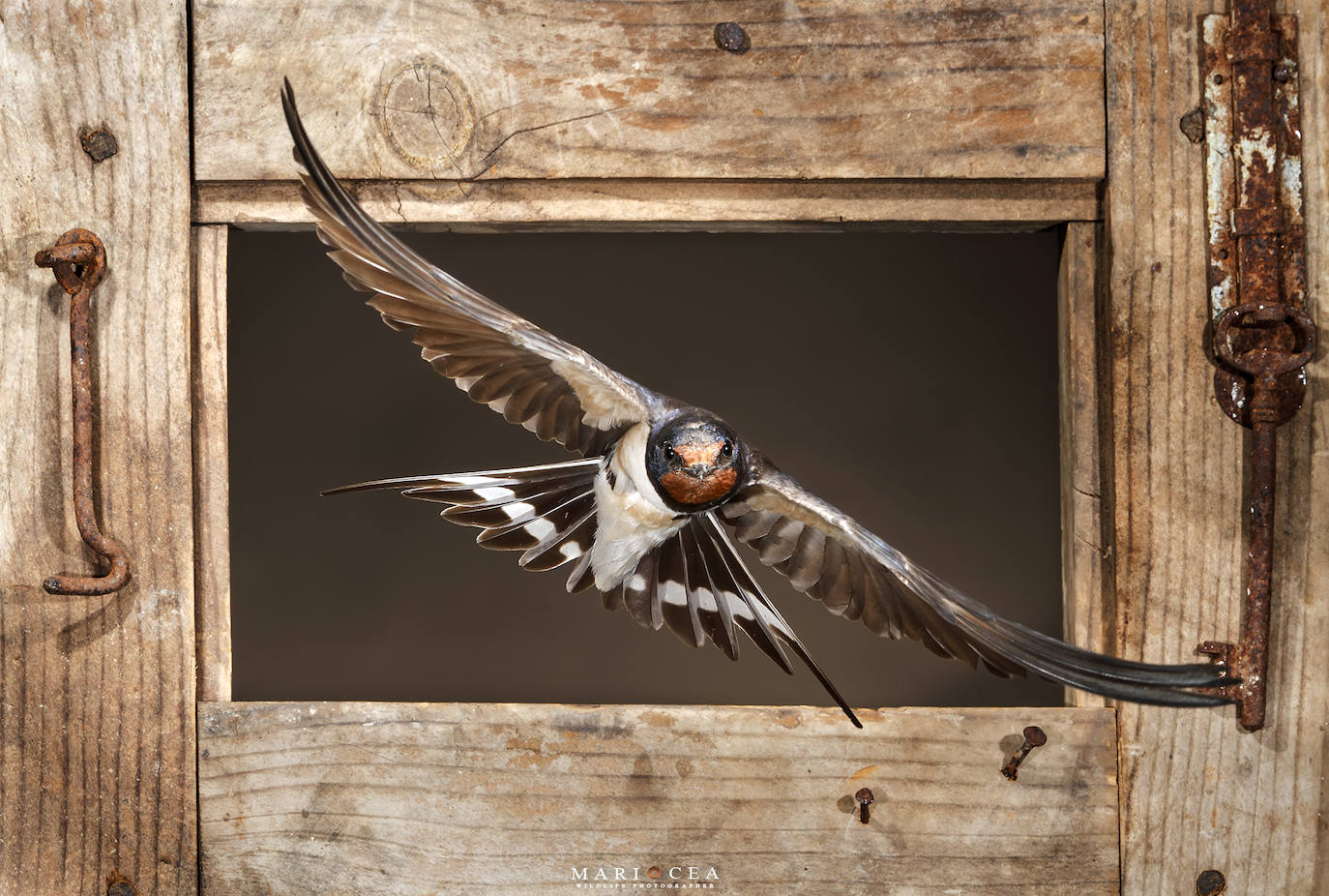 'Golondrina común' a través de este marco de una vieja ventana.