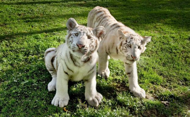 Zuri y Tristán, los tigres blancos del parque.