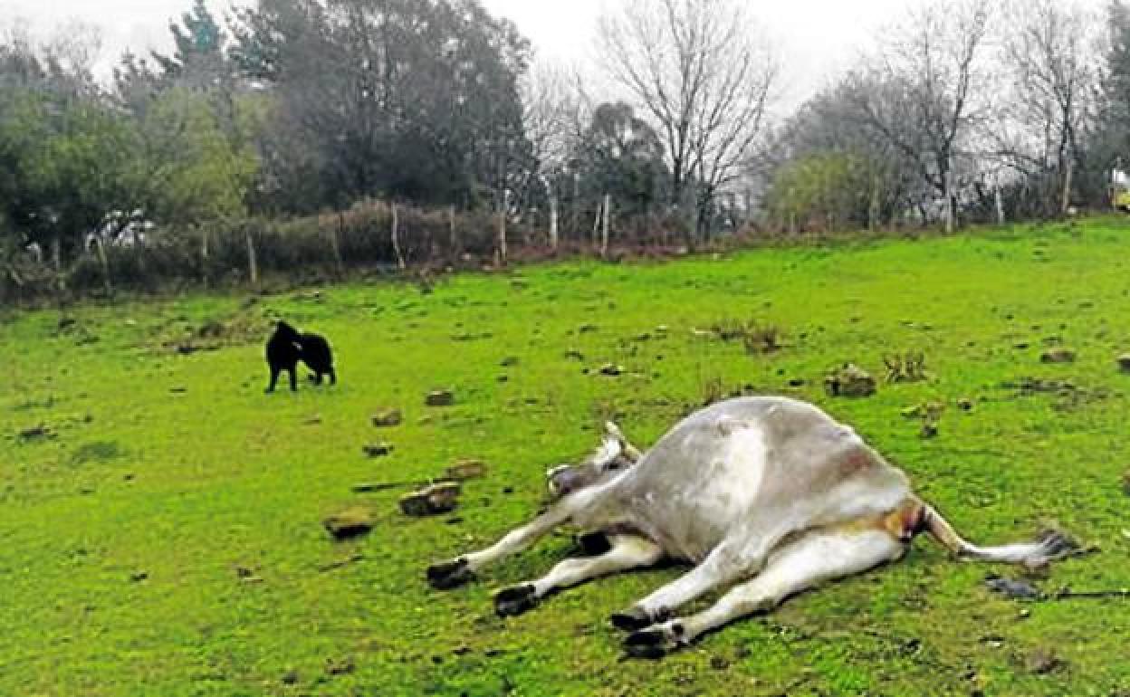 Imagen del cadáver de una de las diez cabezas de ganado muertas en los últimos meses. 