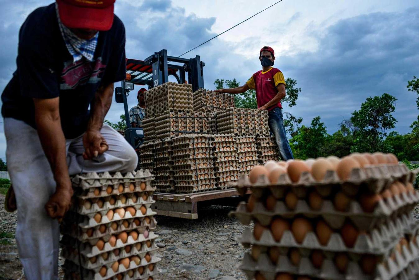 Cajas de huevos en una granja en Blang Bintang, Indonesia 