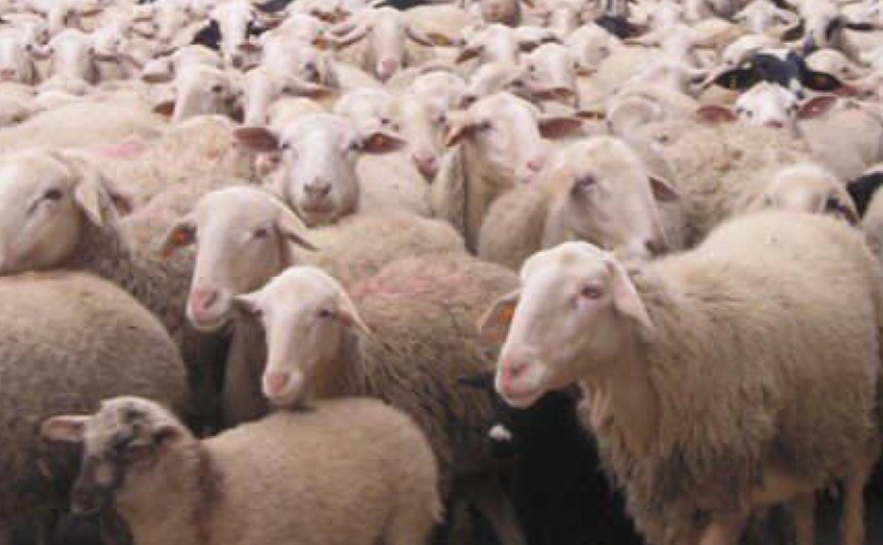 ¿Qué es la inmunidad de rebaño y por qué Reino Unido confía en ella ...