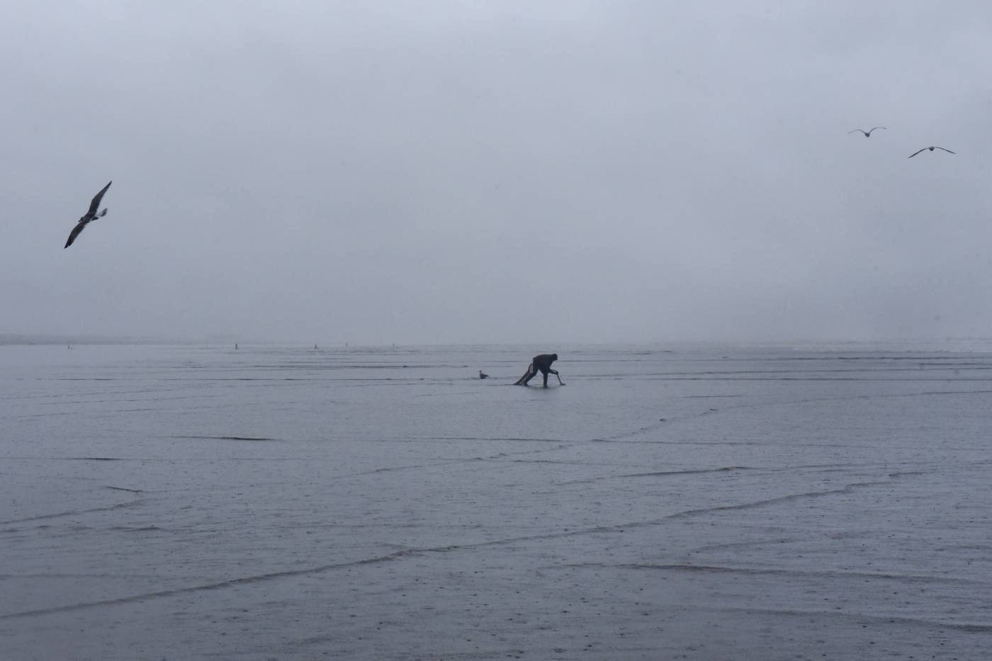 Un miembro de la tribu Quinault busca almejas en Pacific Beach, Washington, EE. UU.