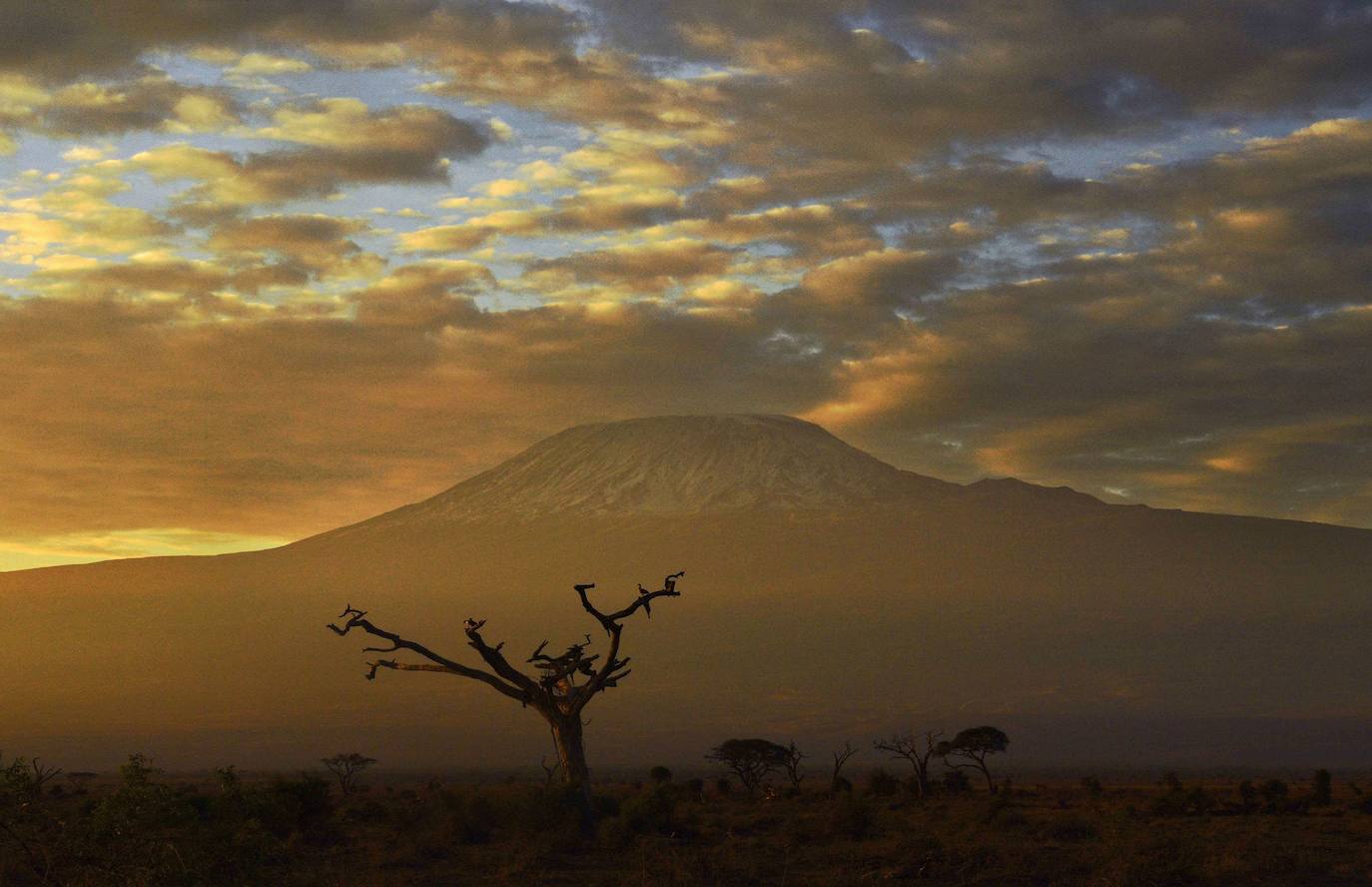 Imagen tomada en el Parque Nacional de Amboseli, con el Kilimanjaro al fondo.