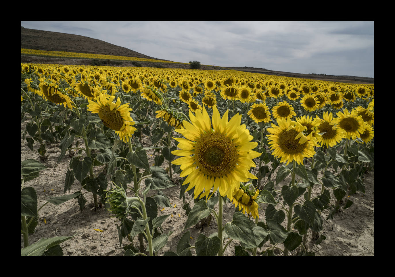 Colza, cereales, alfalfa, girasoles... Tierra de Campos tiene una vocación eminentemente agraria. Son 5.000 kilómetros cuadrados de llanuras infinitas, donde emorracharse de palomares, de arte mudéjar y de una gastronomía que presiden los pichones, el cordero, la chacinería y vinos como el de Cigales.