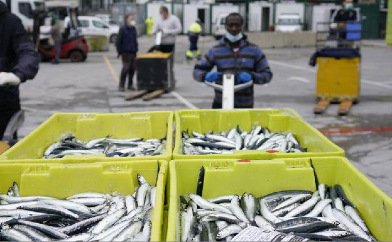 La masiva llegada de anchoa a los puertos provoca la caída de precios por debajo del euro