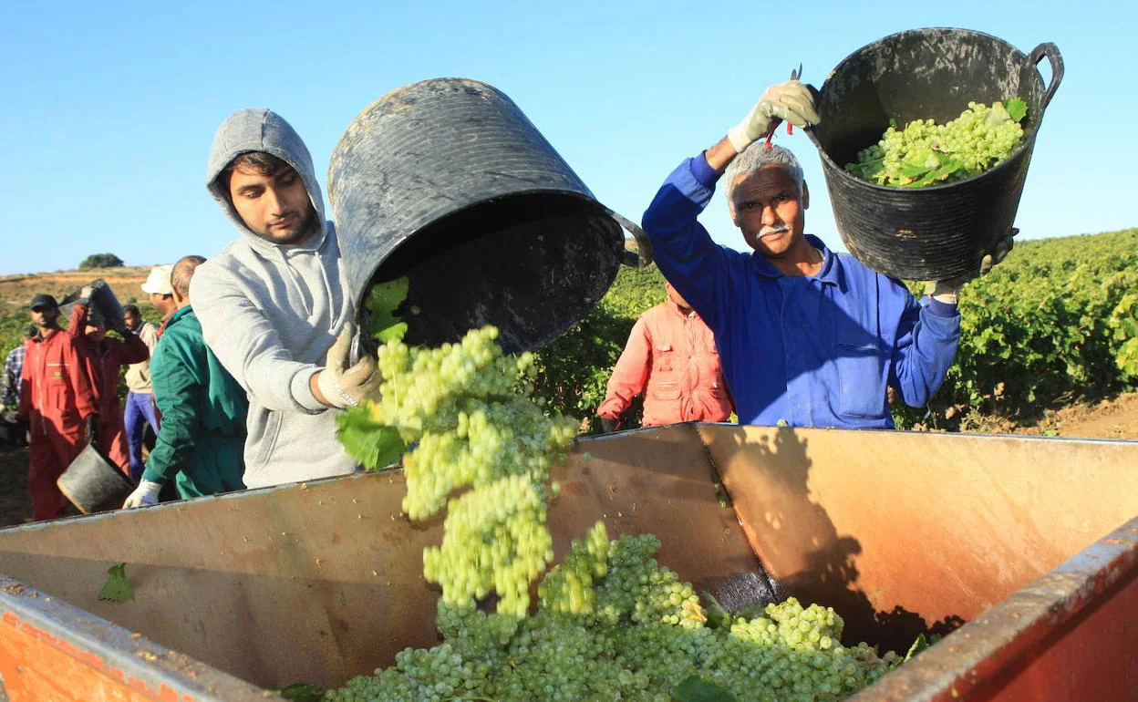 Las uvas de la pasada vendimia destacaron por su calidad.