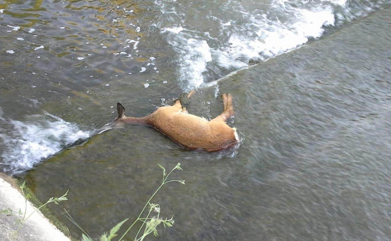 El cadáver del corzo apareció ayer en el canal del río Alegría.