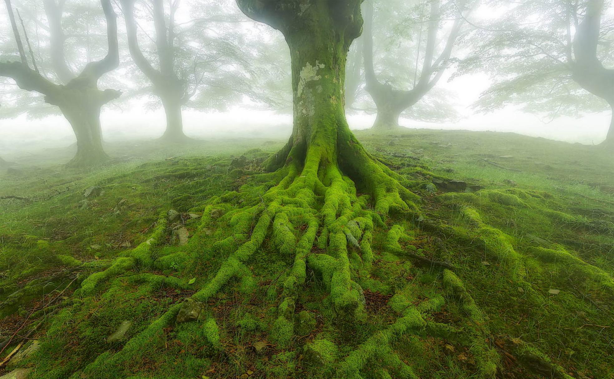 Raíces de un haya entre la niebla en el hayedo de Belaustegi, en Orozko. 