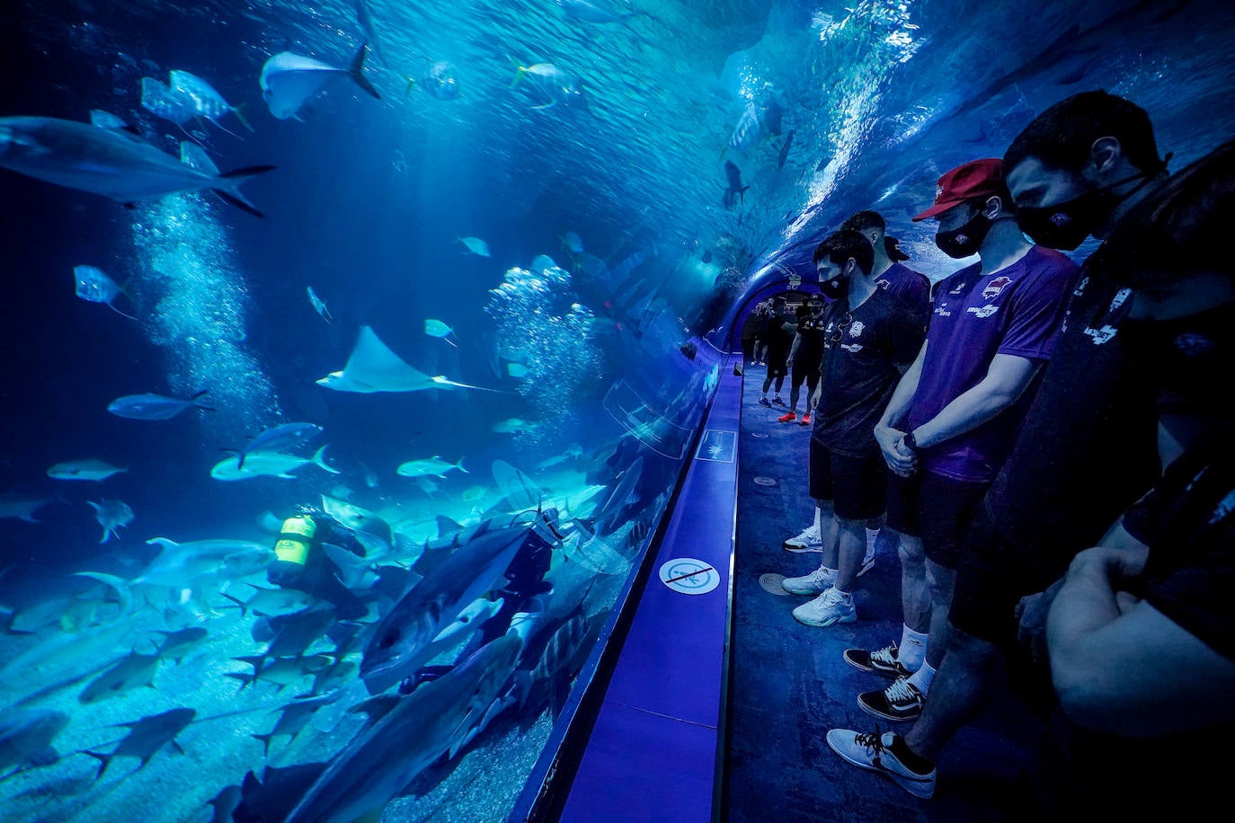 Fotos: El Baskonia visita el Oceanogràfic de Valencia