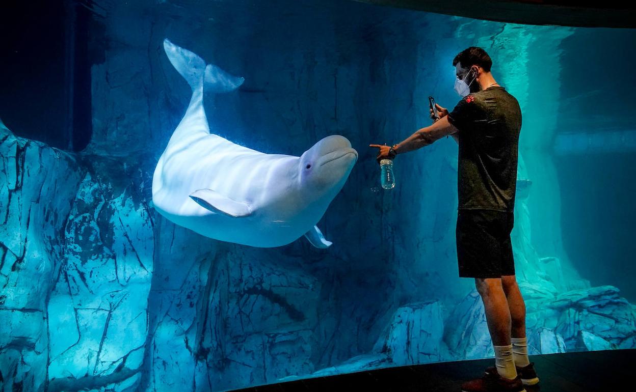 Los jugadores del Baskonia han podido disfrutar de una visita exclusiva en el Oceanogràfic.