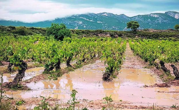 La intensidad del granizo formó charcos en las viñas con gran rapidez en Navaridas. 