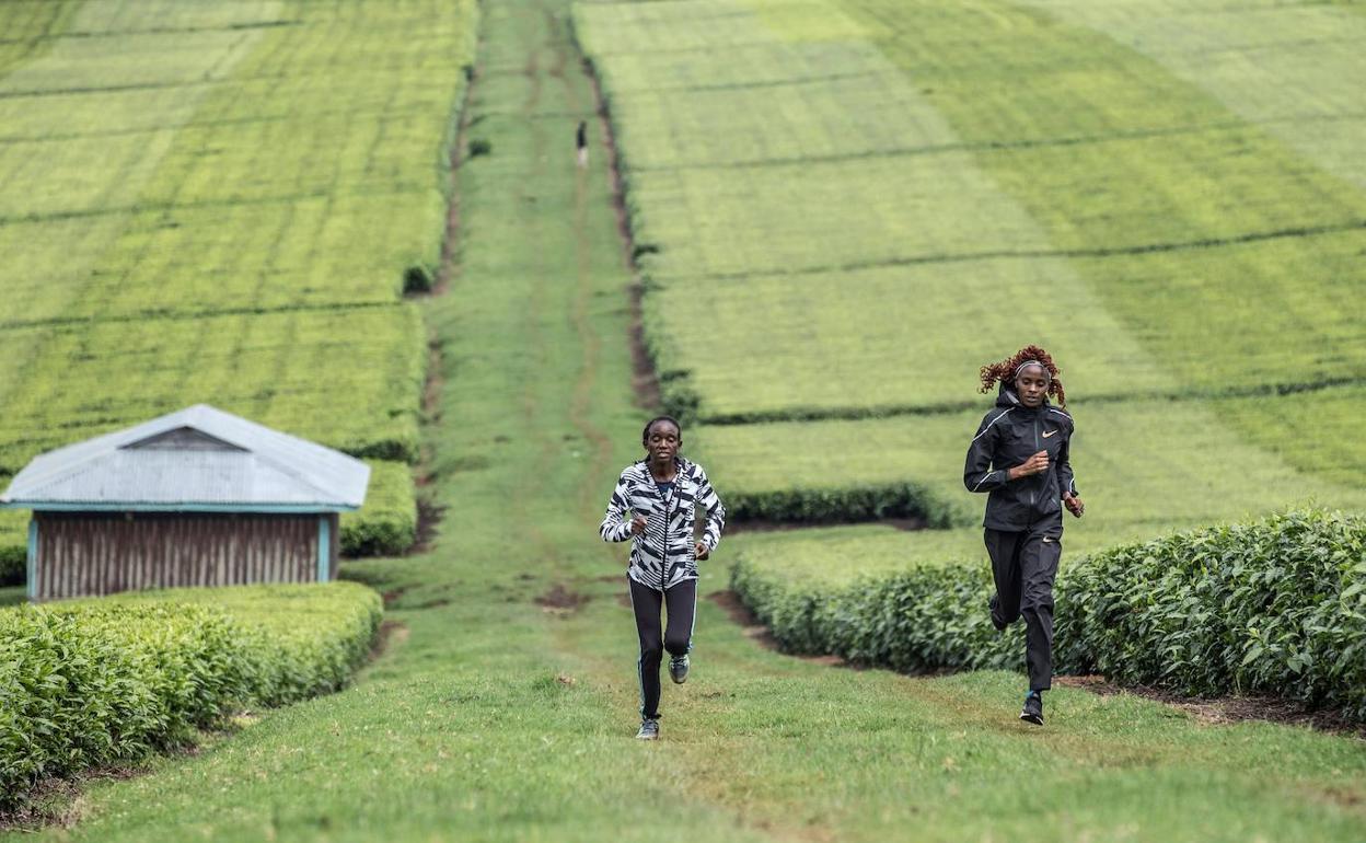 La plusmarquista mundial de 3.000 metros obstáculos, la keniana Beatrice Chepkoech se ejercita junto a la maratoniana Pauline Mutwa entre las plantaciones de té de Duka Moja. 