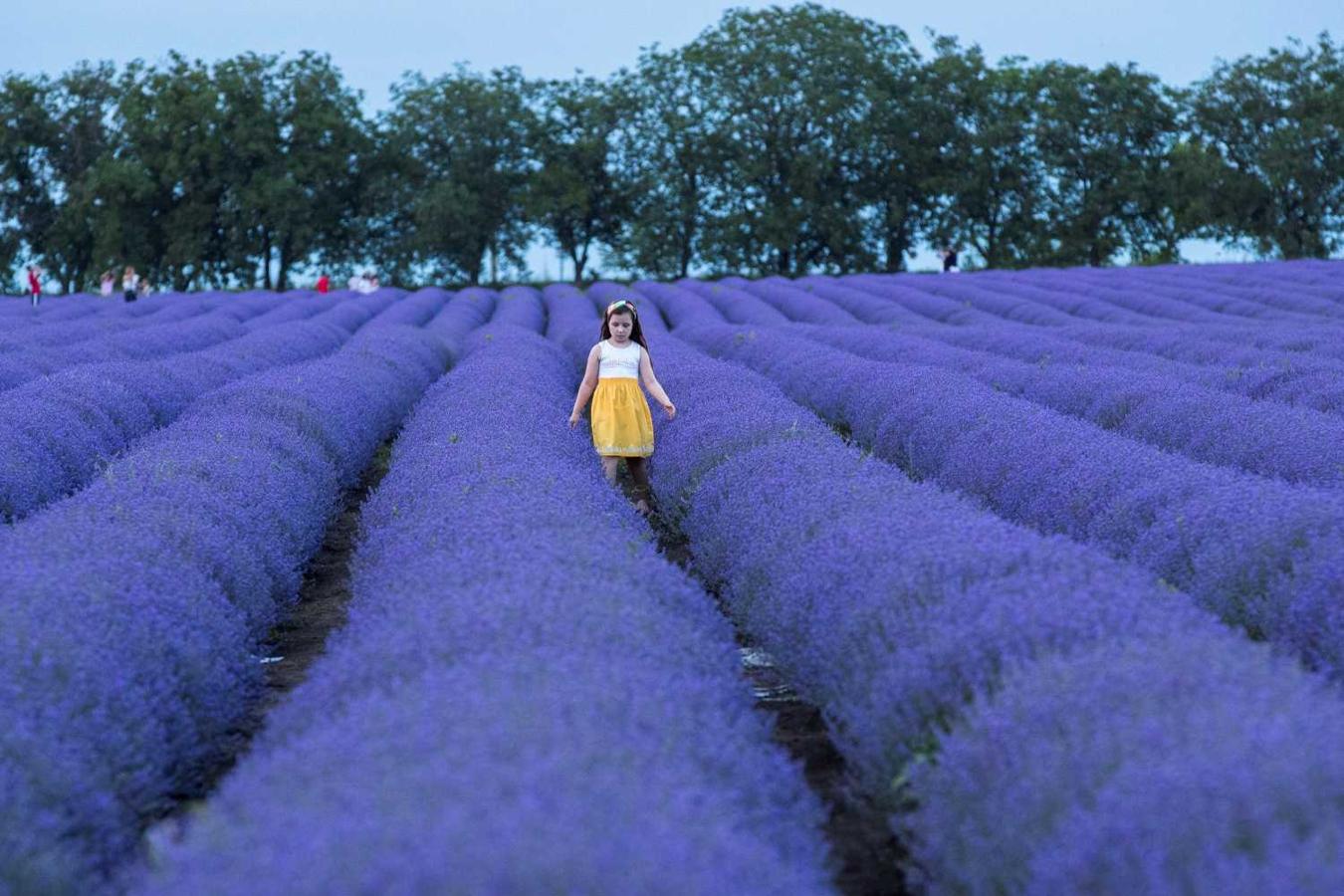 Una niña camina en un campo de lavanda en el pueblo de Cimisheni, (Moldavia)